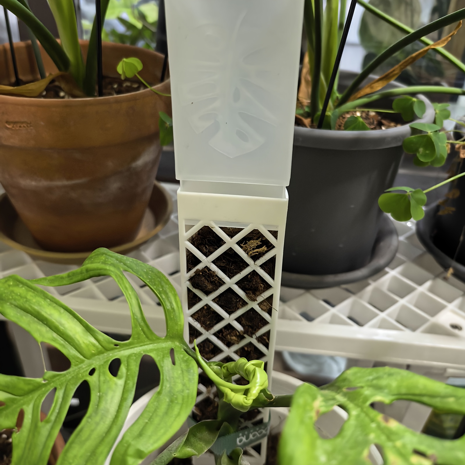 1 unidad de goteador de planta - Sphagnum Moss Dry reseña y precio